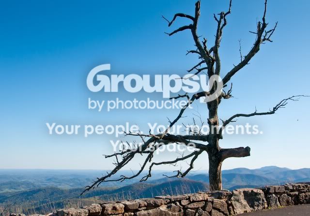 DeadTree-1.jpg