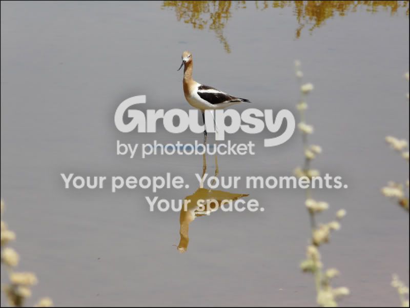 JerryBirding229e1.jpg