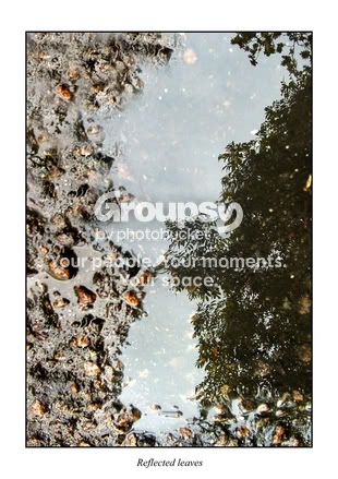 Reflectedleaves2.jpg
