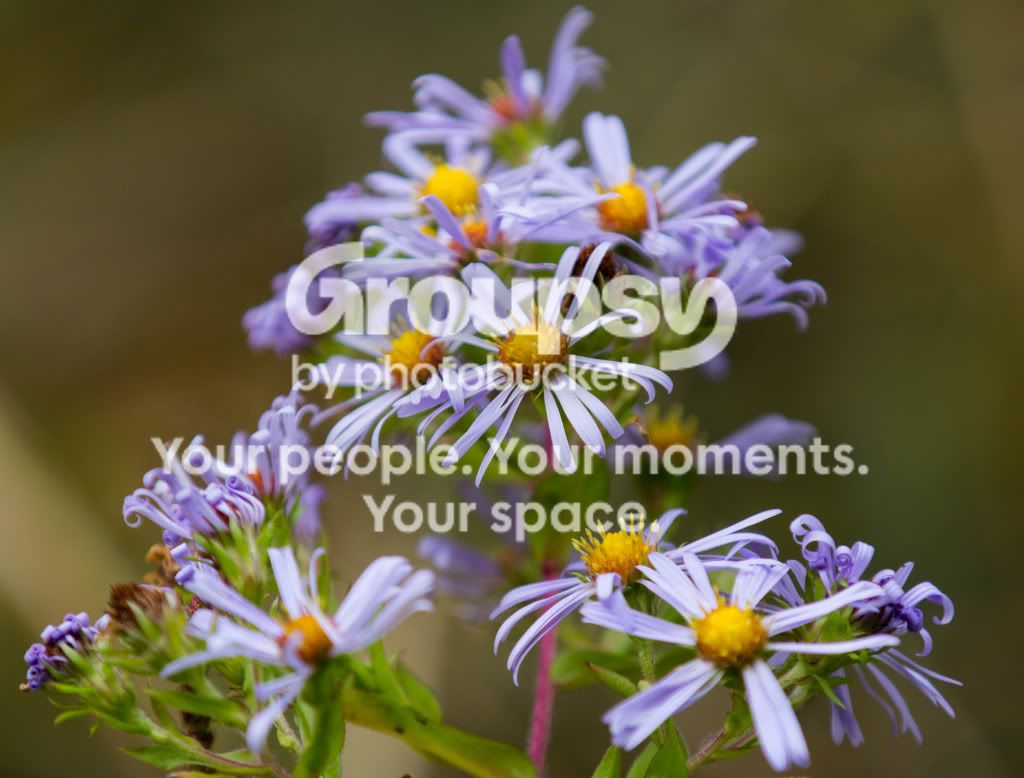 Flowers1.jpg