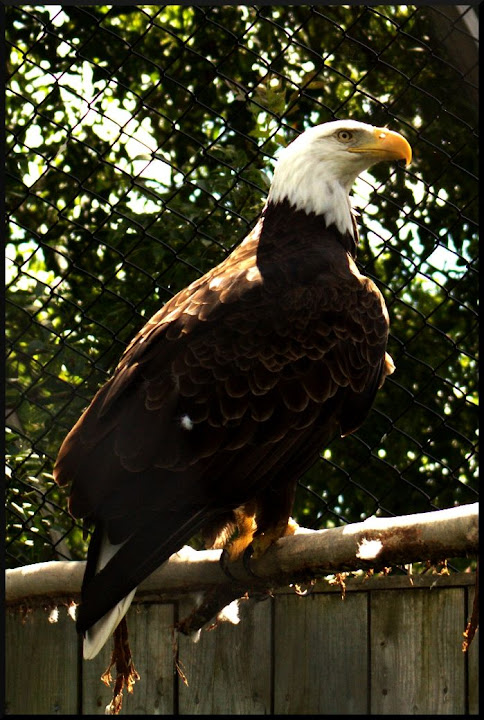 eagle.jpg