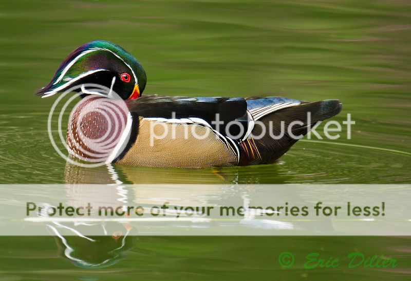 _ECD5571-copy800.jpg
