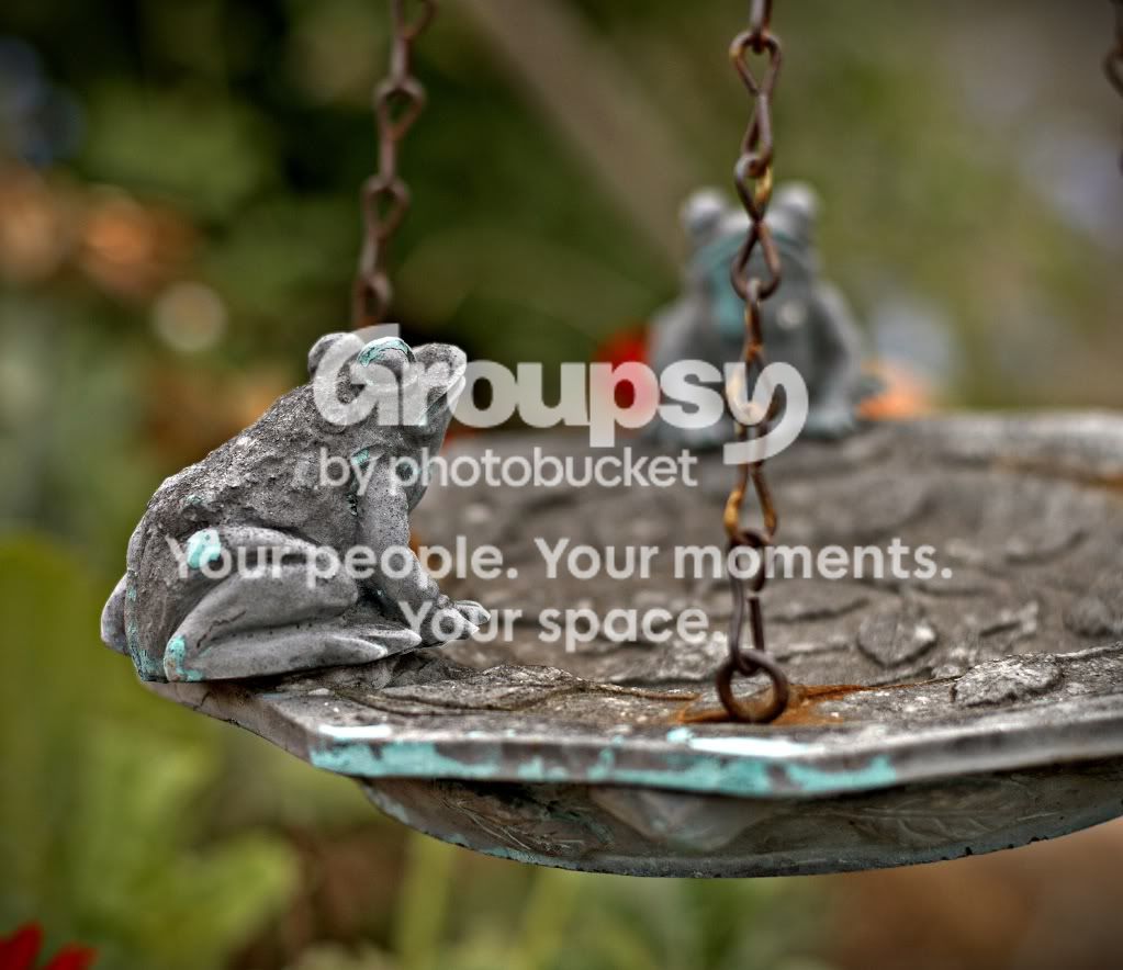 gardenfrog.jpg