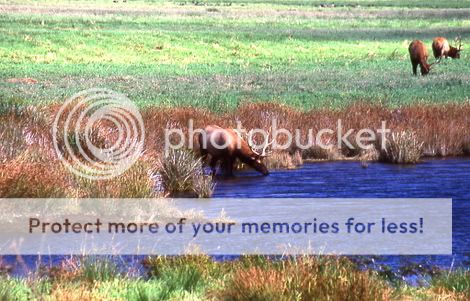 waterelk.jpg