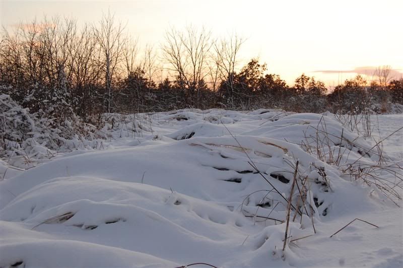DSC_0144Medium.jpg