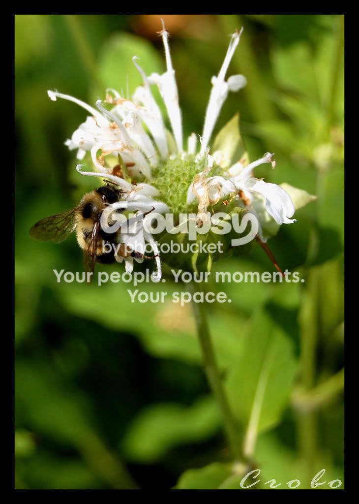 Ps-Bee3.jpg