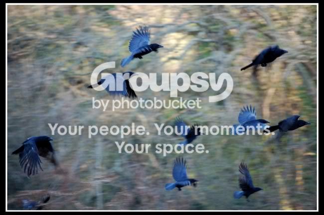 birds.jpg