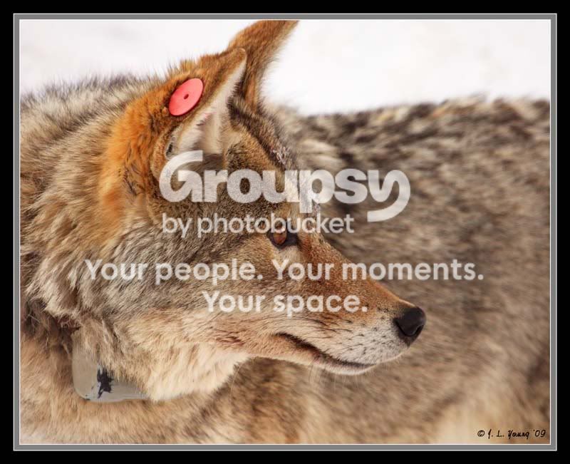 coyotetagged09.jpg