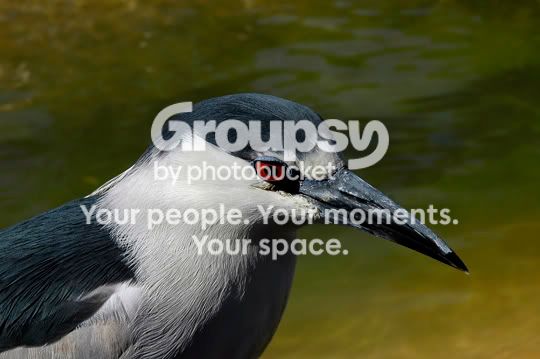 birdflpf.jpg