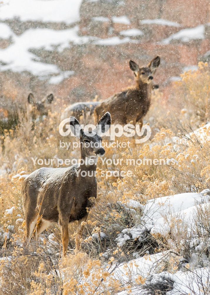 deer2_2_zps3168829c.jpg