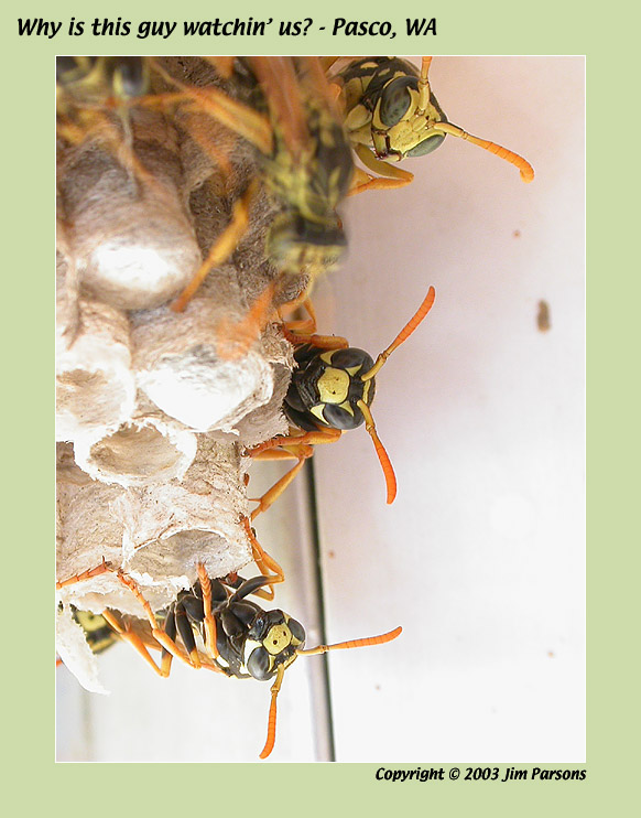 hive03.jpg