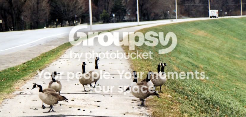 Ducks003.jpg