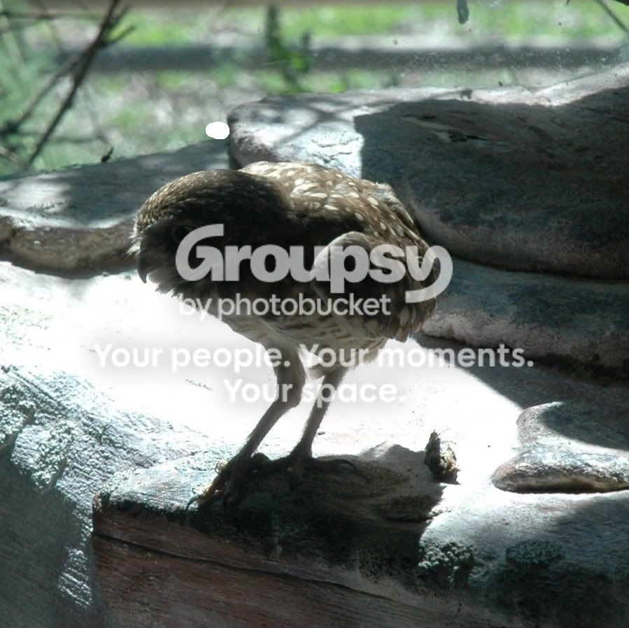 Burrowing_Owl_by_LordThunderpaw.jpg