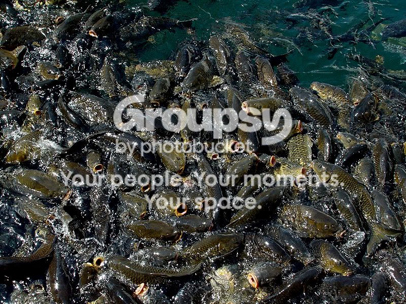 fish_lips3.jpg