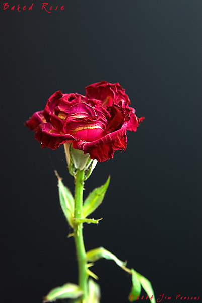 baked_rose01.jpg