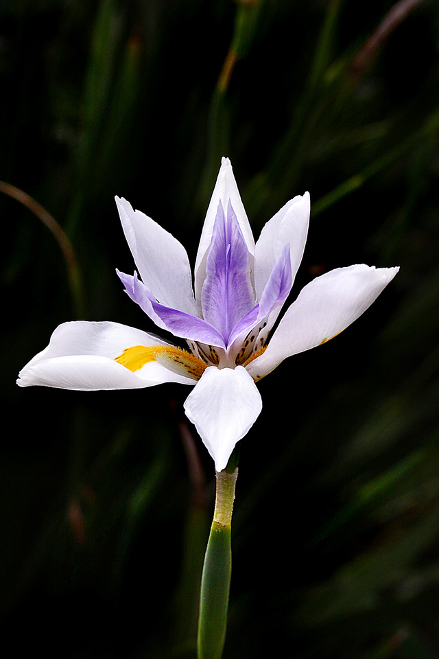 IMG_7664-X2.jpg