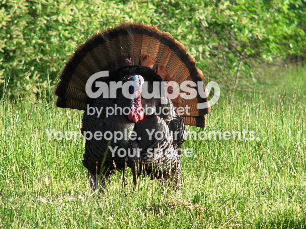gobbler008.jpg
