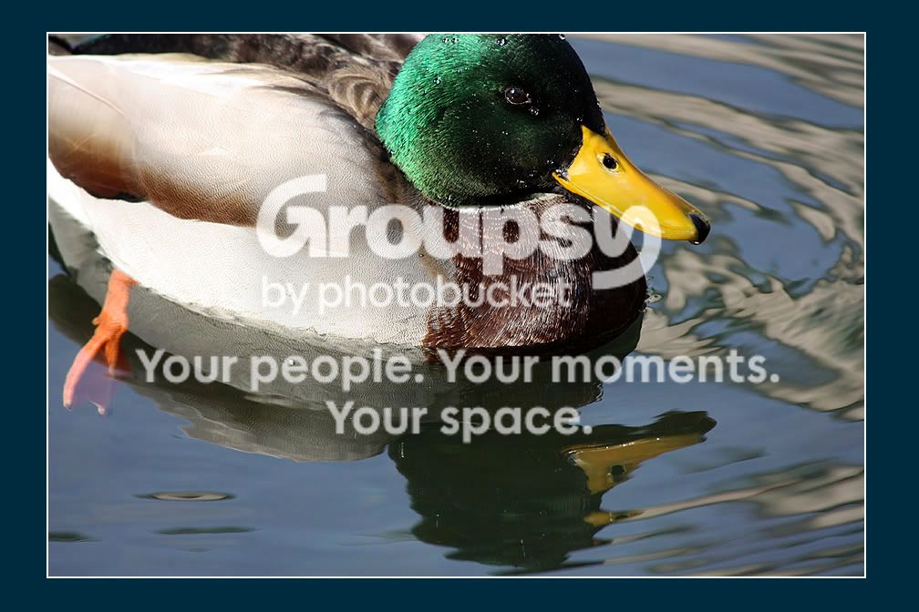 Mallard2.jpg