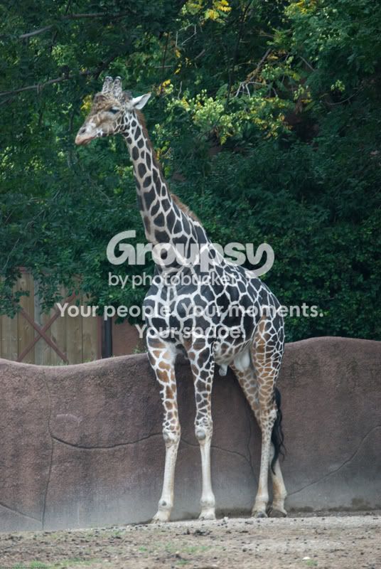 zoofaves-7.jpg