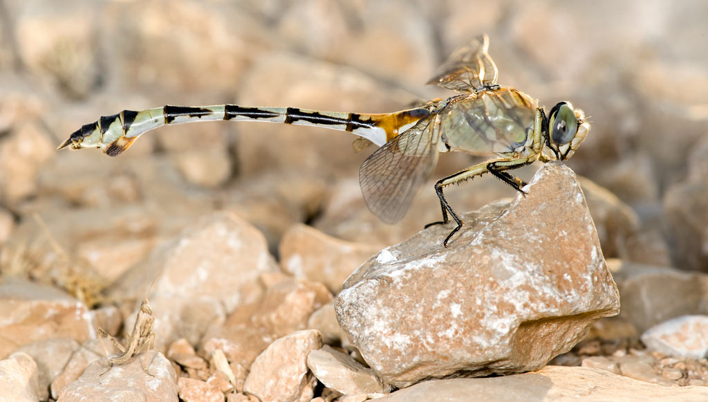 dragonfly_59.jpg