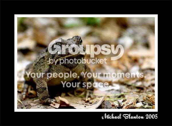 frog.jpg