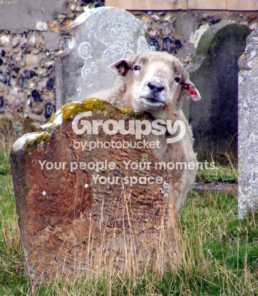 sheepgraveyard.jpg