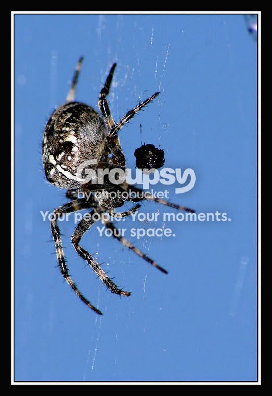 Spinne_blau_framed.jpg