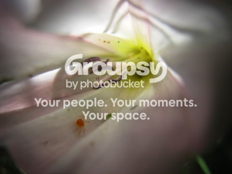 flowerspider.jpg