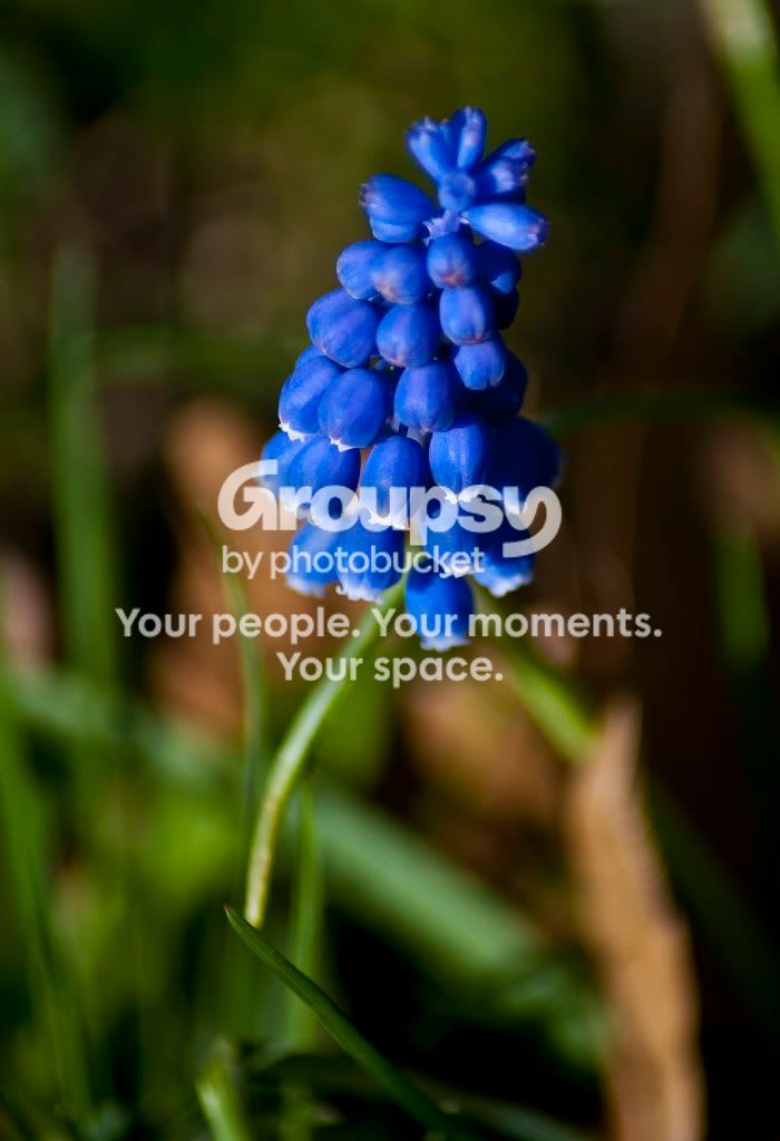 flower.jpg