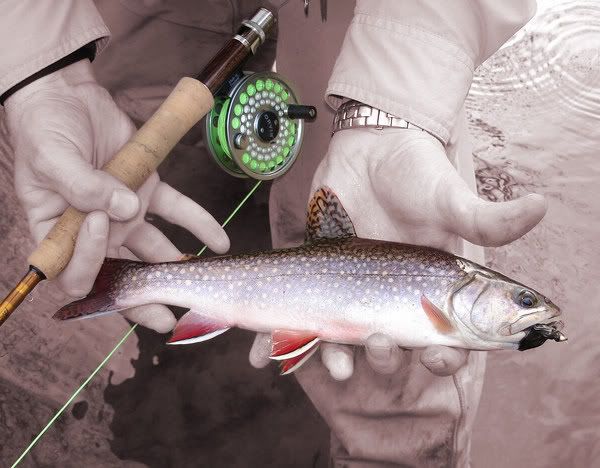trout1.jpg