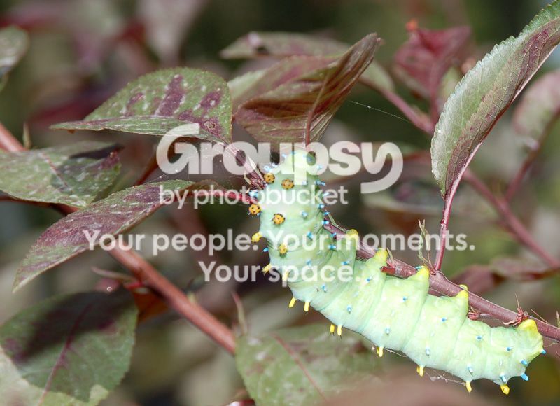 CATERPILLER006.jpg