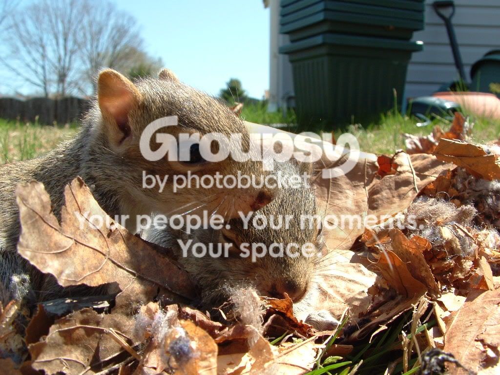 squirrelbabys08024.jpg