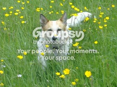 DoginFlowers.jpg
