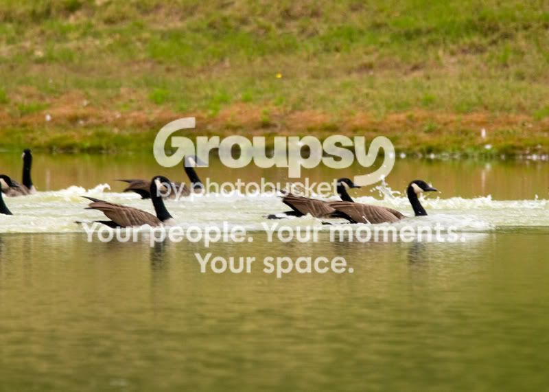 Geese-Landing-15.jpg