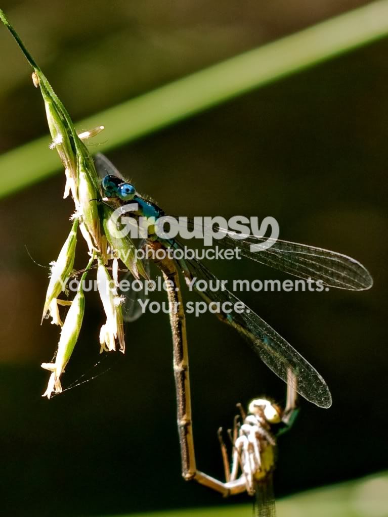 crop-1030243sm.jpg