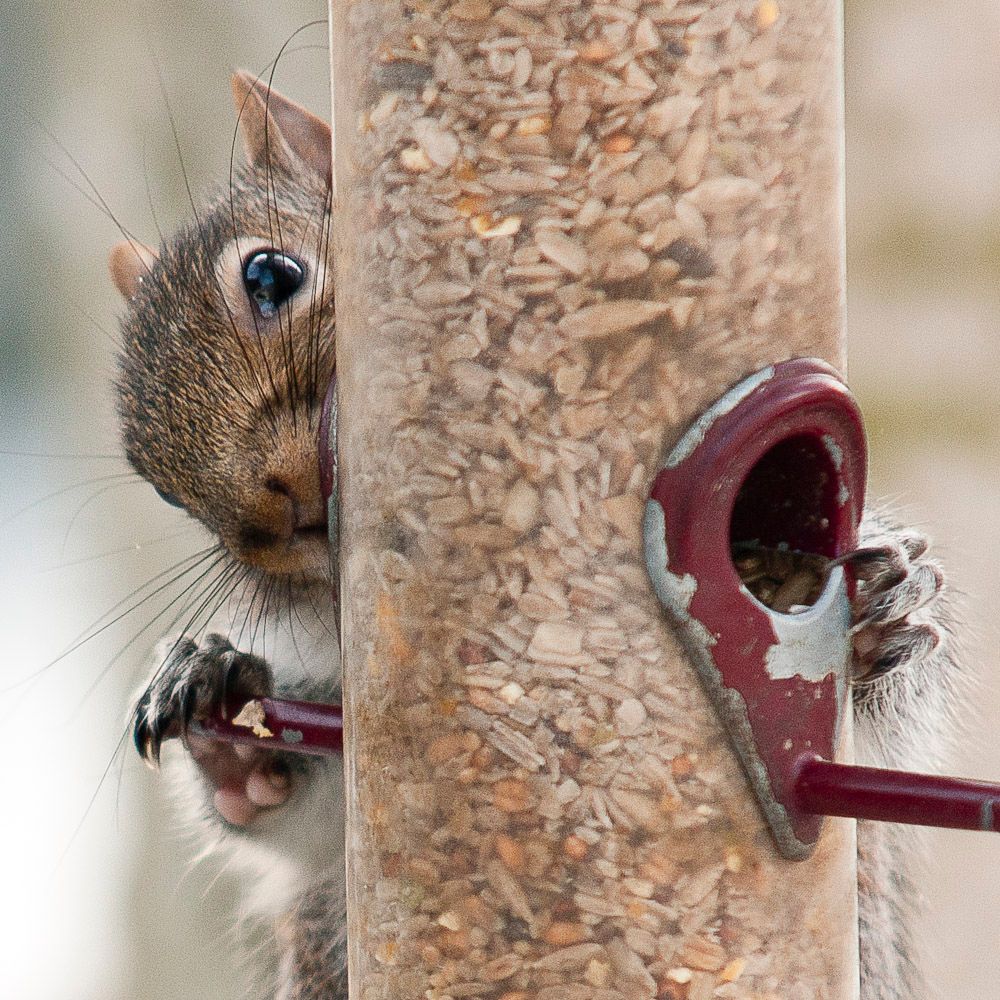 Squirrells-3.jpg