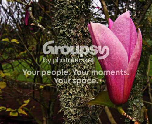 spring-flower.jpg