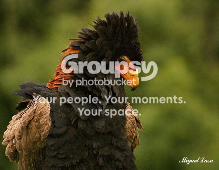 birdsofprey_bateleur_02.jpg