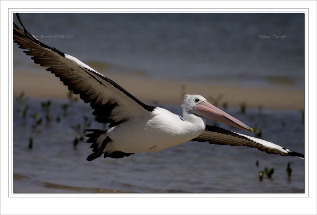 Pelicantakeoff4.jpg