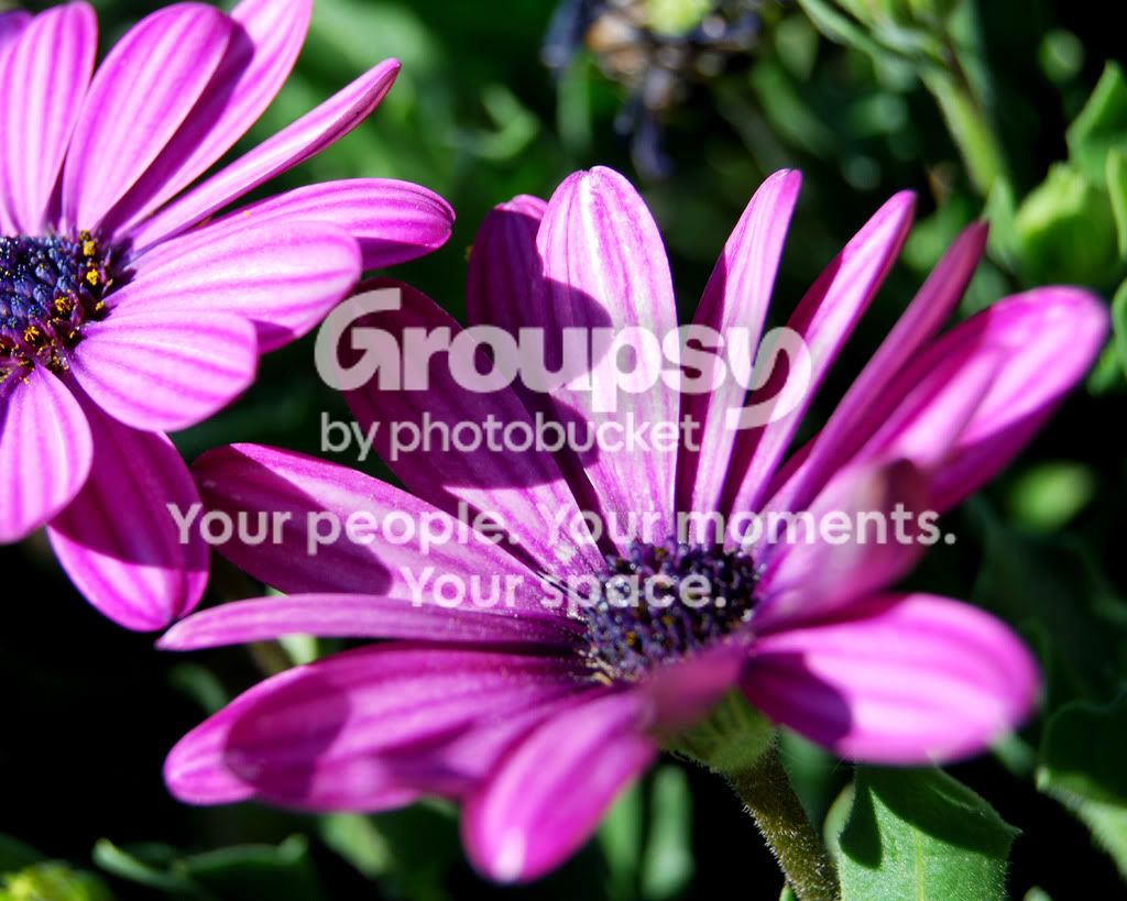 Flowers2.jpg