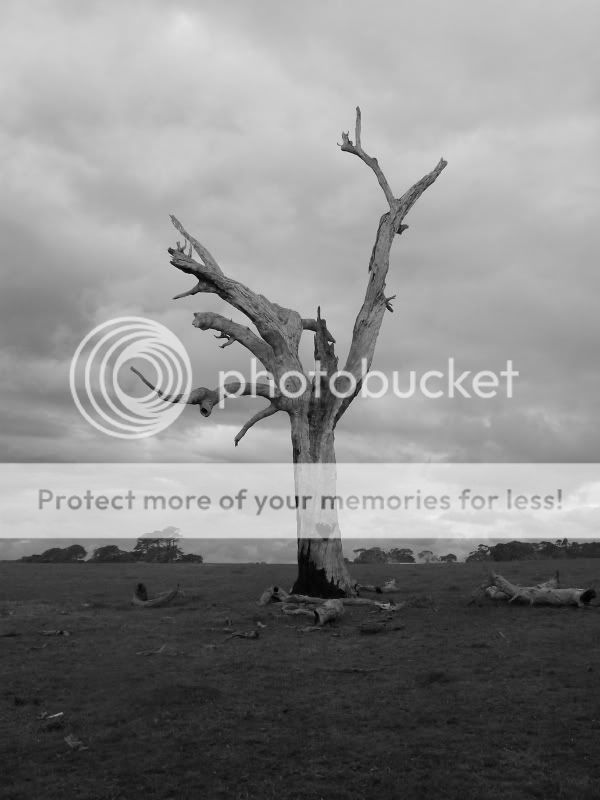 old_tree.jpg