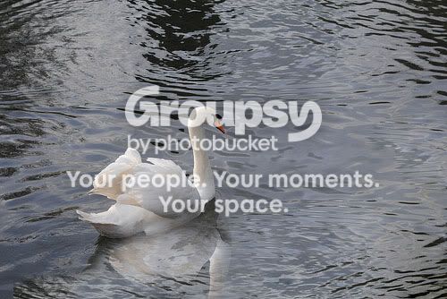 swan.jpg