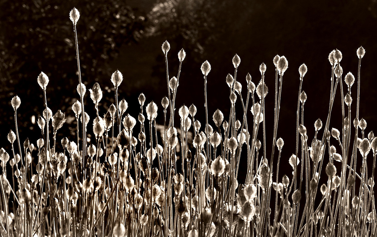 IMG_7876-X2.jpg