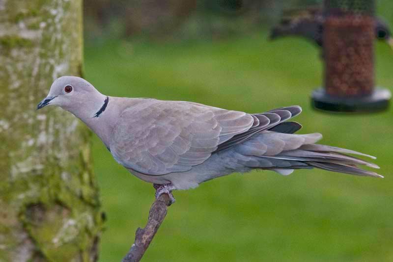 Dove.jpg