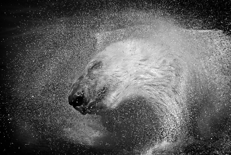 polar_bear_bw_01.jpg