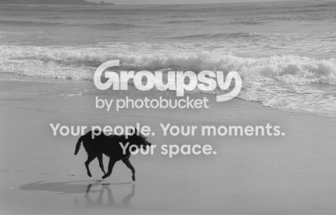 dogbeach.jpg