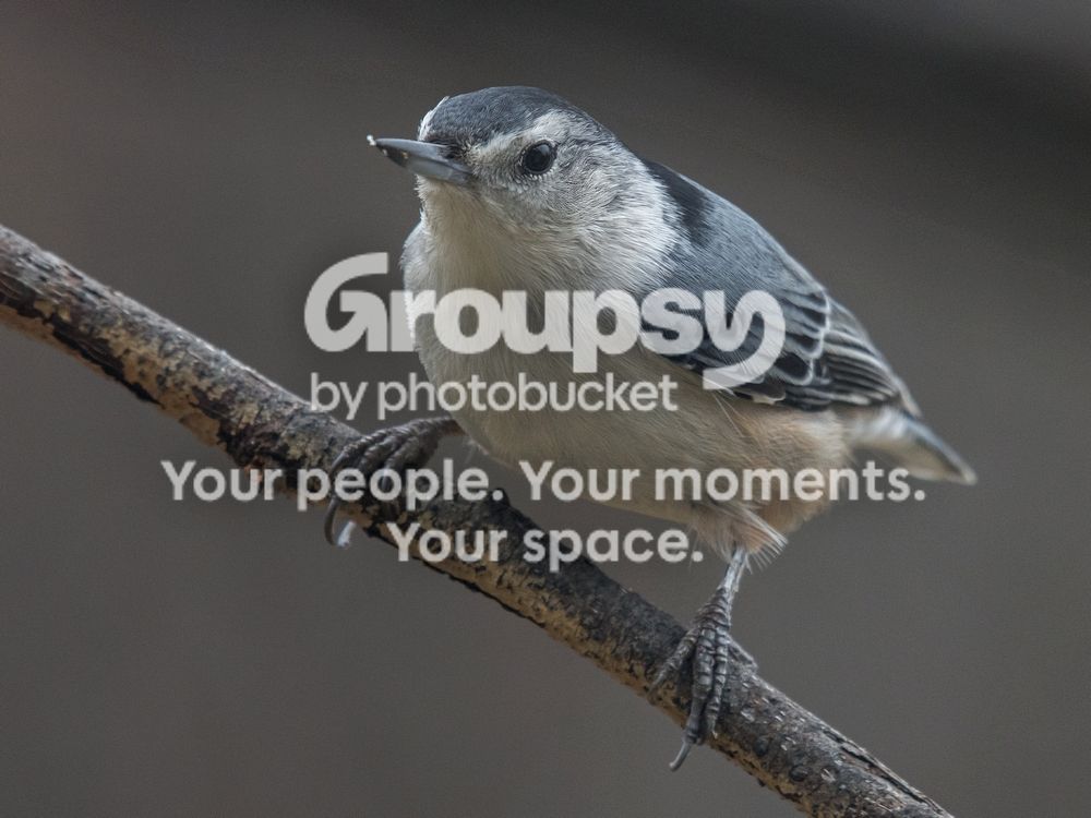 Nuthatch%2027%20Oct%202016_zps8ru1smpo.jpg
