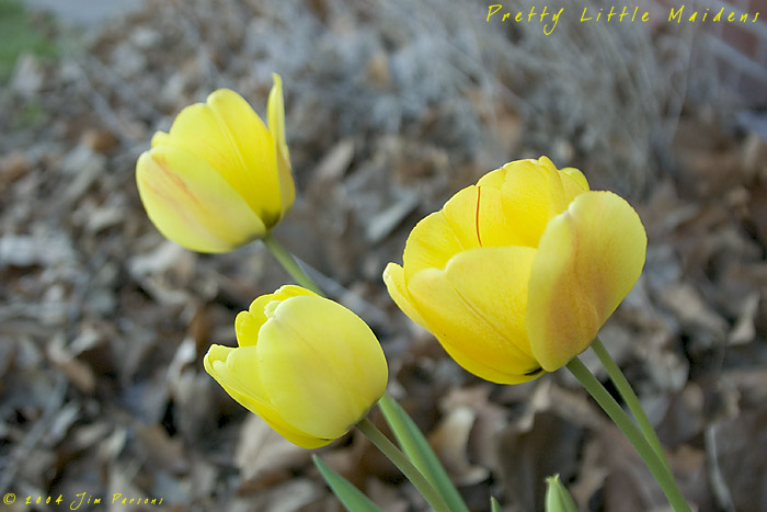 tulip2004_07.jpg