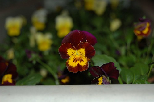 134544938_c2ec6ff378.jpg