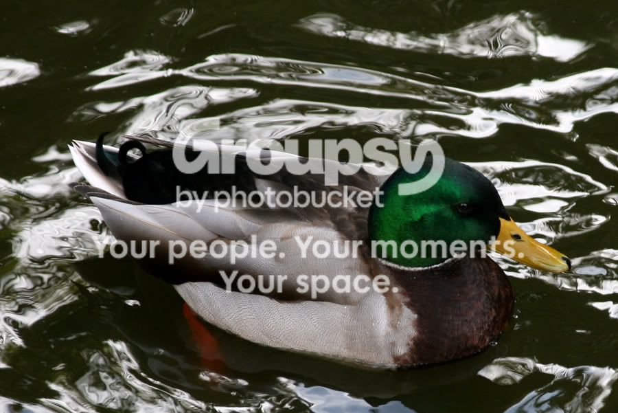 mallard.jpg